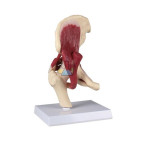 Premium Hip Joint with Muscles Model